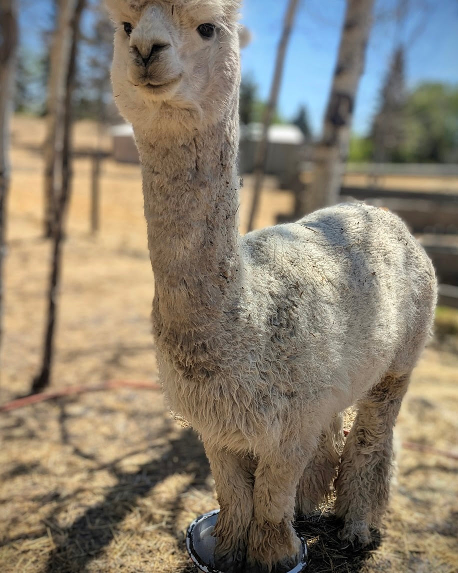 White alpaca standing in a bowl of water with trees and a clear sky in the background