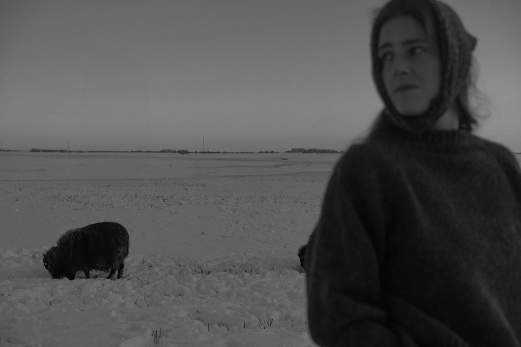 Person standing in a snowy field with a sheep