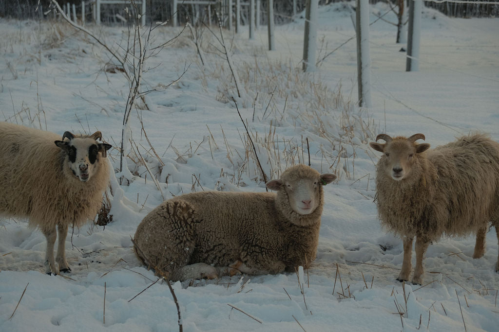 Three sheep standing in a snowy field with bare trees in the background.