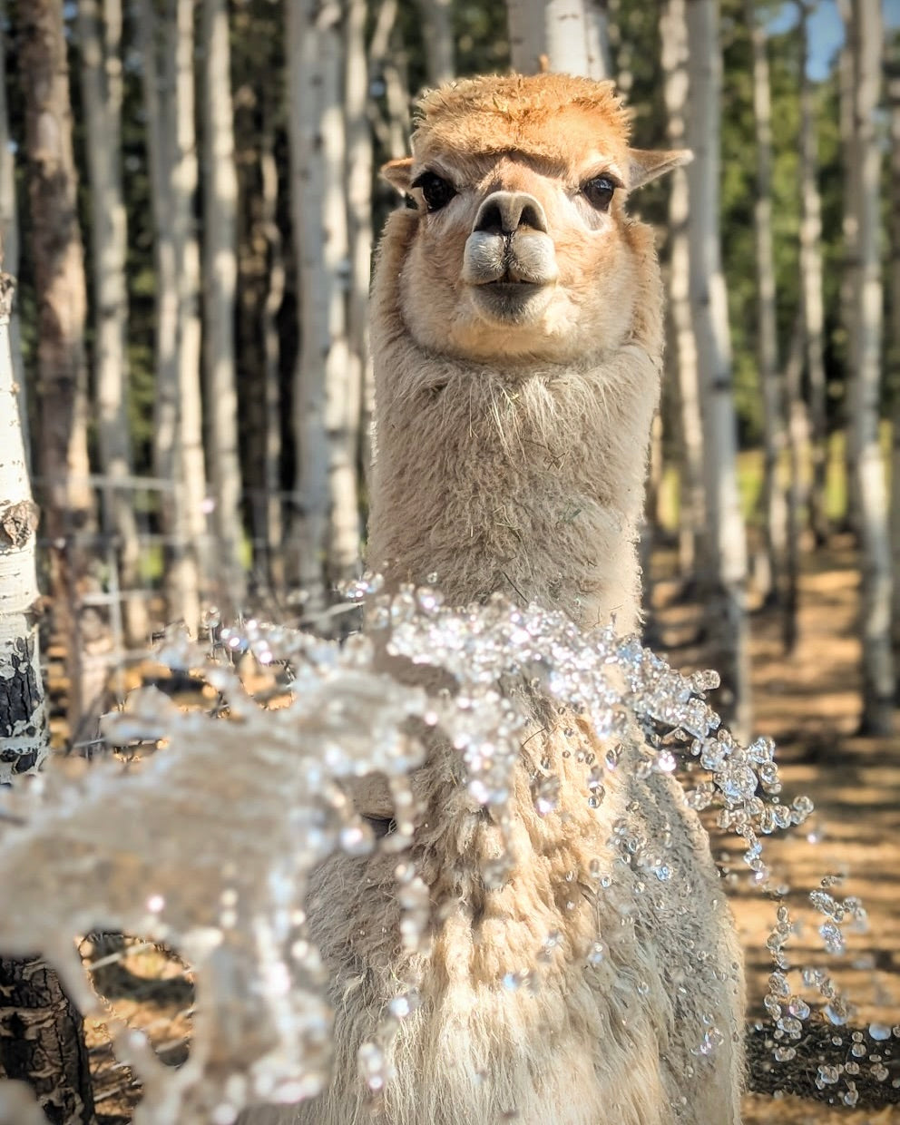 Alpaca standing in a forest with water splashing around it