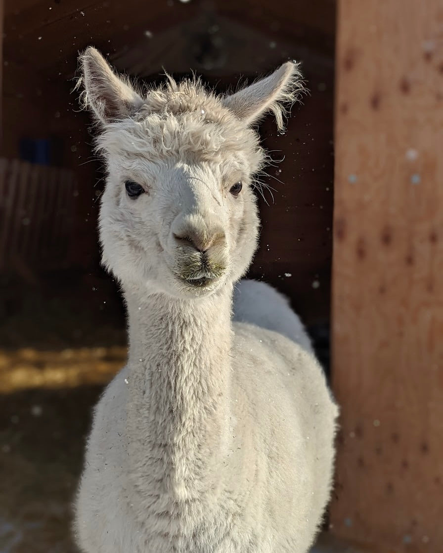 White alpaca standing in a snowy environment with a blurred background